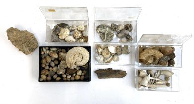 Natural History and archaeology interest: a small collection of various fossils, together with a