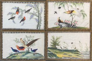 A set of four Chinese bird studies, gouache on parchment, 21.5x33.5cm (4)