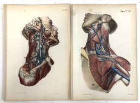 PRINTS: ANATOMICAL LITHOGRAPHS: two plates ('Offic. litho Artus') of the (male) anatomy of the