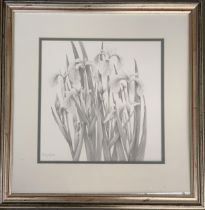 Brian Gallagher (b.1967), a pencil sketch of irises, 30x30cm