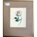 20th century watercolour of a poppy, signed in pencil 'Holland', 22.5x18cm