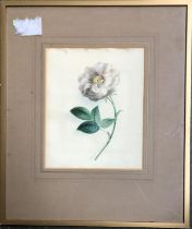 20th century watercolour of a poppy, signed in pencil 'Holland', 22.5x18cm