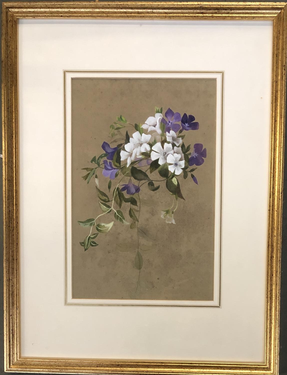 A late 19th/early 20th century watercolour of Periwinkles, 29x19cm