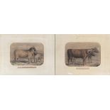 A pair of 19th century coloured engravings, 'The Sussex Breed' and 'The South Down Breed', 21.5x31cm