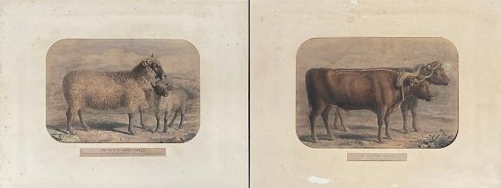 A pair of 19th century coloured engravings, 'The Sussex Breed' and 'The South Down Breed', 21.5x31cm