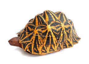 An early 20th century Indian star tortoise tea caddy, marquetry inlaid interior, 25cmL