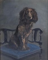 An early 20th century study of a spaniel seated on an ebonised corner chair, oil on canvas,