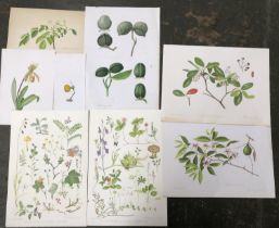 Rosemary Wise (b.1941): a quantity of original watercolours and artist proofs depicting flora