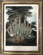 Stadler after Henderson, 'The Maggot-bearing Stapelia' published by Dr. Thonton, 1801; 52.5x39cm