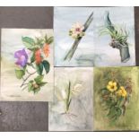 Five watercolour studies of flora by Mary Clark, the largest 34x24.5cm