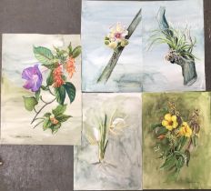 Five watercolour studies of flora by Mary Clark, the largest 34x24.5cm