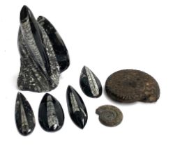 A quantity of fossils, to include ammonites and belemnites