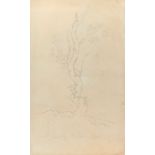 19th century, pencil drawing of a tree, 32x20cm