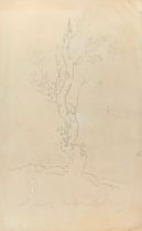 19th century, pencil drawing of a tree, 32x20cm