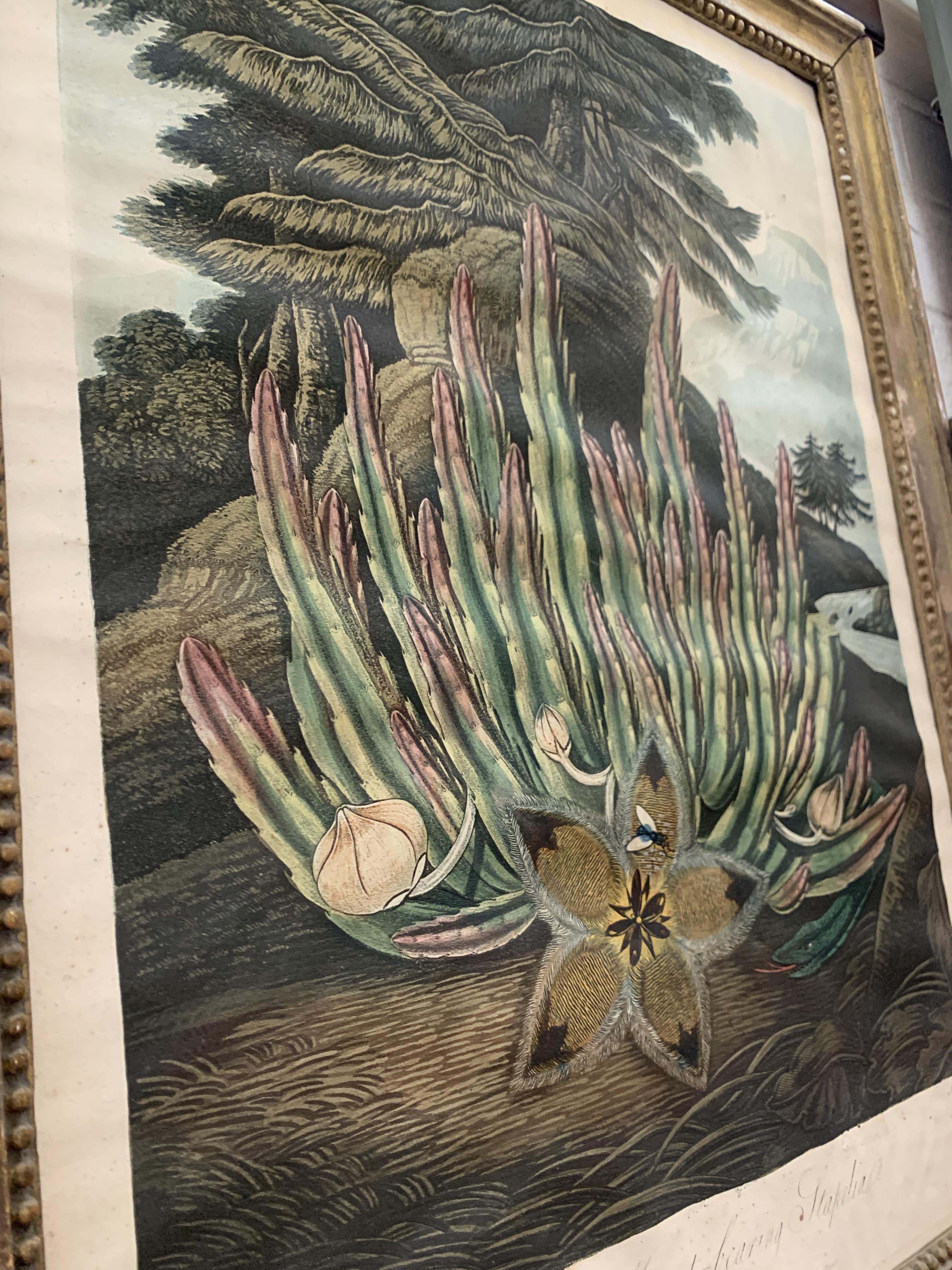 Stadler after Henderson, 'The Maggot-bearing Stapelia' published by Dr. Thonton, 1801; 52.5x39cm - Image 3 of 4