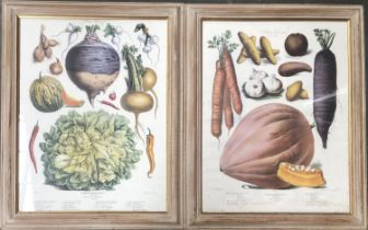 Interior Design Interest: Two framed prints of vegetables by 'Vilmorin-Andrieux & Cie', each