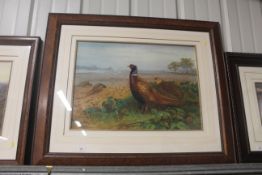 After Archibald Thorburn, print depicting pheasant