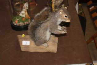 A preserved squirrel eating a pine cone, set on a