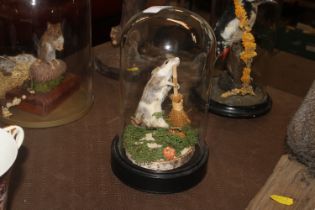 A preserved mouse under glass dome