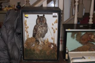 A cased long eared owl set amongst foliage