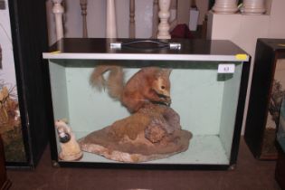 A cased and preserved arrangement of a red squirre