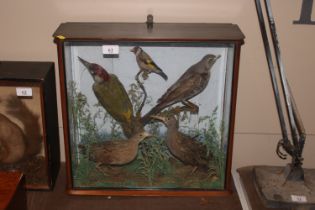 A cased and preserved arrangement of birds includi