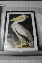 A framed coloured print of an American white pelic