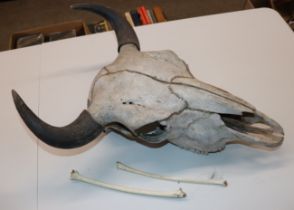 A buffalo skull