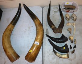 A pair of Buffalo horns, various other horns, flin