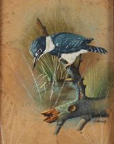 Narong, oil on board, study of a belted kingfisher