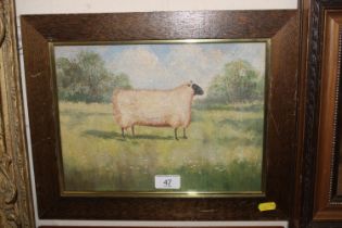 Unsigned oil on board, study of a Suffolk ram