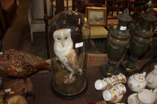 A Victorian barn owl remounted under glass dome