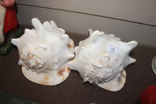 Two giant horned conch shells