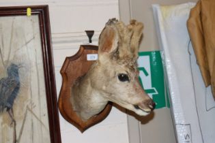 A mounted deer's head on shield shaped plaque