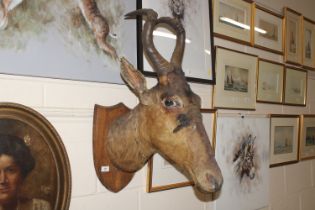 A preserved and mounted taxidermy hunting trophy,