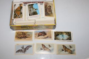 A cigar box and contents of cigarette cards