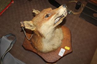 A taxidermy mounted fox's head