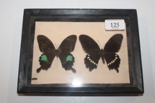 Two cased and preserved butterflies