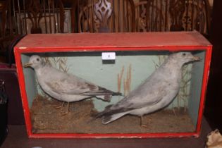 Two taxidermy preserved and cased gulls