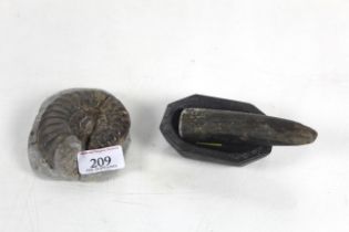 A fossilised ammonite and an early stone pestle an