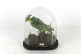 A taxidermy study of a parrot under dome, dome AF