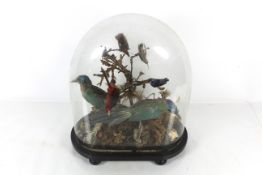 A large glass domed case of taxidermy studies of v