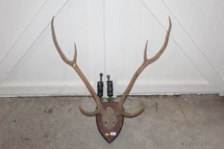 A large shield mounted hunting trophy