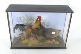 A cased taxidermy study of a bantam cock and hen