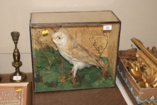 A taxidermy cased and preserved owl