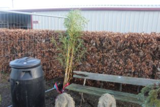 A yellow bamboo plant