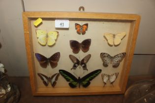 A cased collection of mounted butterflies