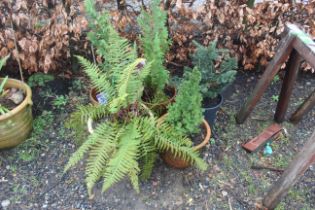 Five planted pots to include fern and conifers