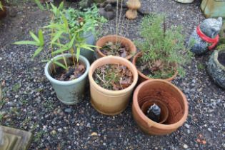 Six various pots including plants, to include rose