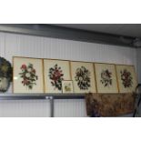 A set of five coloured botanical prints of roses a